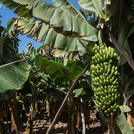 Hotel El Patio Garachico (Tenerife)